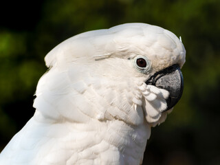 Umbrella Cockatoo Close Up Portrait