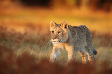 lioness (Panthera leo) in the morning she goes through the savannah