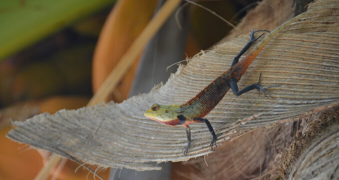 Fauna de las isla de Sri Lanka, lagartos