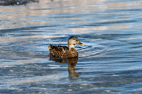 A brown duck swimming in blue water. The duck is reflected in the water