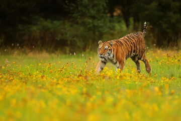 Siberian tiger Panthera tigris tigris a young male goes through the taiga