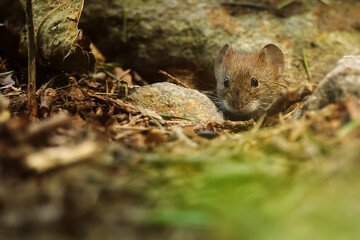 Naklejka na ściany i meble yellow-necked mouse (Apodemus flavicollis) sneaks up for food
