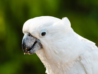 Umbrella Cockatoo Close Up Portrait