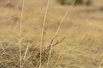 3 branches of dry yellow grass on the background of the field