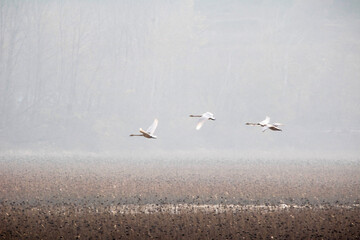 Korean winter migratory birds