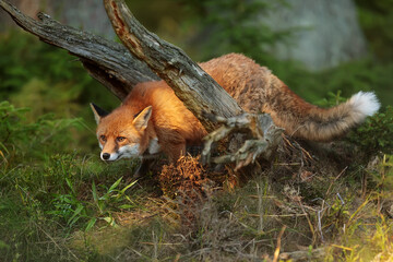 red fox (Vulpes vulpes) crawls between the old roots of the tree