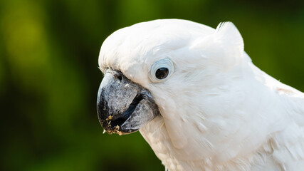 Umbrella Cockatoo Close Up Portrait