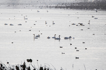 Korean winter migratory birds
