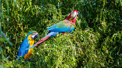 Red and Green and Yellow and Blue Macaw Perched in a Tree Together
