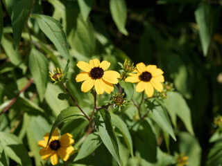 (Rudbeckia triloba) Rudbéckia trilobée ou rudbéckia à trois lobes aux petites fleurs jaune or, coeur noir au sommet de tiges dressées portant un feuillage lobé vert foncé