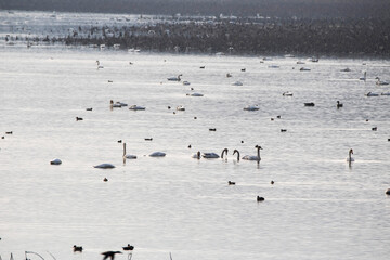 Korean winter migratory birds
