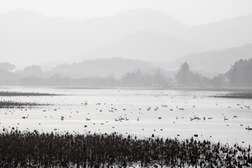 Korean winter migratory birds
