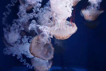 South American sea nettle (Chrysaora plocamia) is a species of jellyfish from the family Pelagiidae