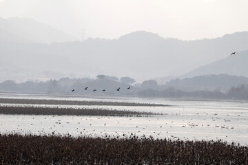 Korean winter migratory birds
