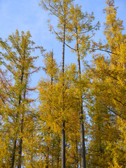 Lärchen in herbstlichen Farben