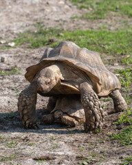Giant Tortoise Standing over a Small Tortoise