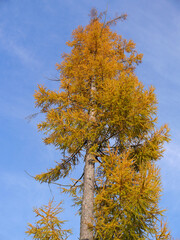 Lärche in herbstlichen Farben