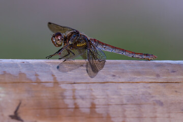 Globe Skimmer Dragonfly Resting on a Wooden Fence