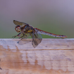 Globe Skimmer Dragonfly Resting on a Wooden Fence