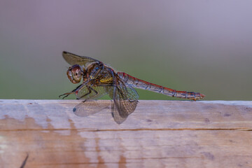 Globe Skimmer Dragonfly Resting on a Wooden Fence