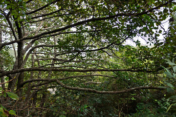 Tree branches in the tropical forest, Belo Horizonte, Brazil