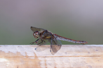 Globe Skimmer Dragonfly Resting on a Wooden Fence
