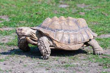 Giant Tortoise Walking on Grass