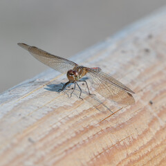 Globe Skimmer Dragonfly Resting on a Wooden Fence