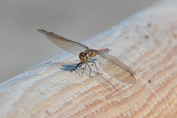 Globe Skimmer Dragonfly Resting on a Wooden Fence