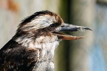 Kookaburra Close Up Side Profile