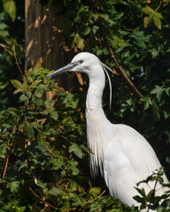 Little Egret Perched in a Tree