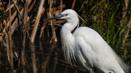 Little Egret Wading in Water Looking for Food