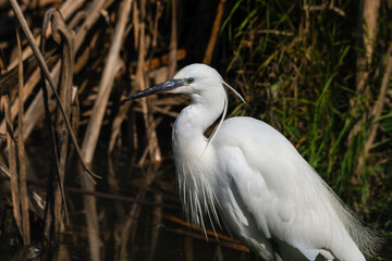 Little Egret Wading in Water Looking for Food