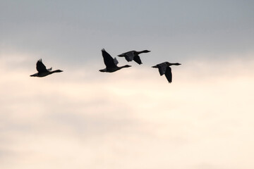 Korean winter migratory birds
