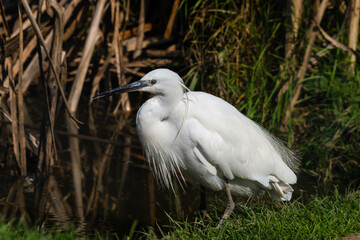 Little Egret Wading in Water Looking for Food