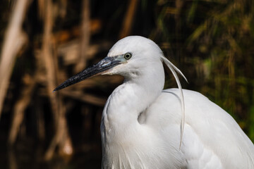 Little Egret Close Up Side Profile