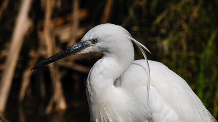 Little Egret Close Up Side Profile