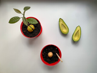 The avocado plant is grown at home, in pots. Concept of growing avocado in an apartment. Photo from the top.