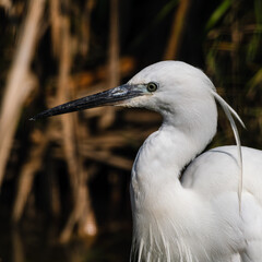 Little Egret Close Up Side Profile