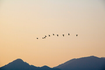 Korean winter migratory birds
