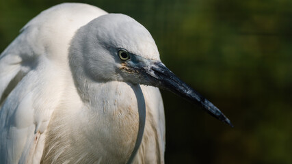Little Egret Close Up Portrait