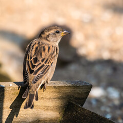 Female Tree Sparrow Perched on a Wooded Fence