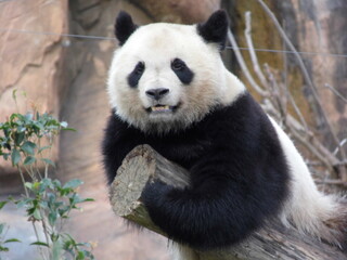 Obraz premium Panda de Beauval