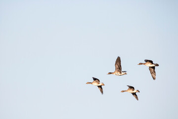 Korean winter migratory birds
