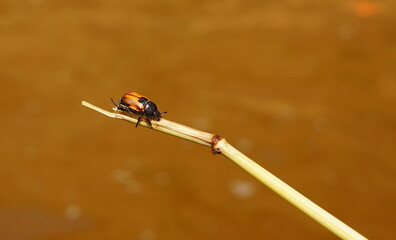 Fototapeta premium beetle on a branch over water