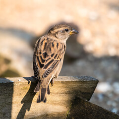 Fototapeta premium Female Tree Sparrow Perched on a Wooded Fence