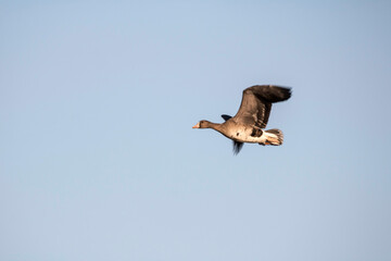 Korean winter migratory birds
