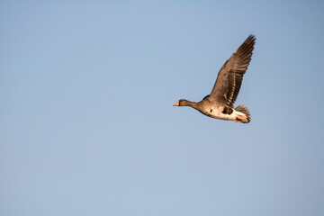 Korean winter migratory birds
