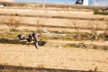 Korean winter migratory birds
