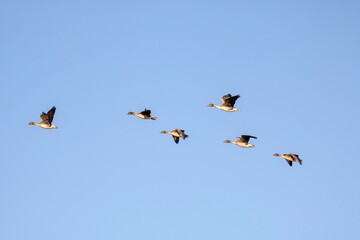 Korean winter migratory birds